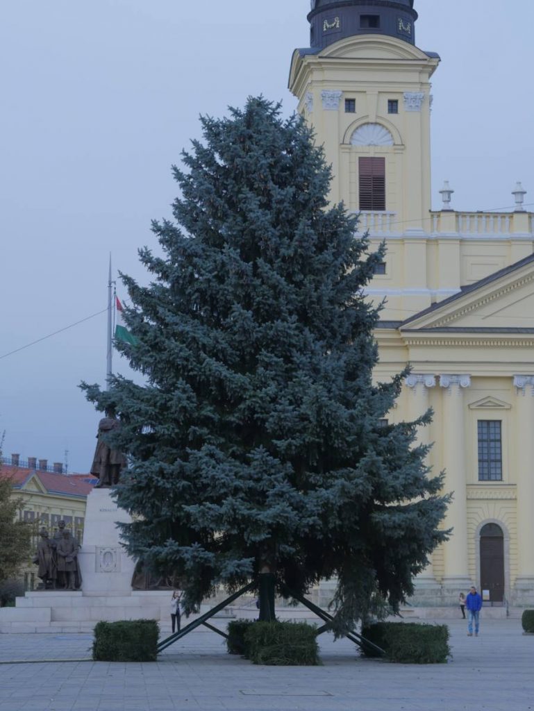 Debrecen karácsonyfája 2020. november 20-án. Fotó: Muszka Tamás