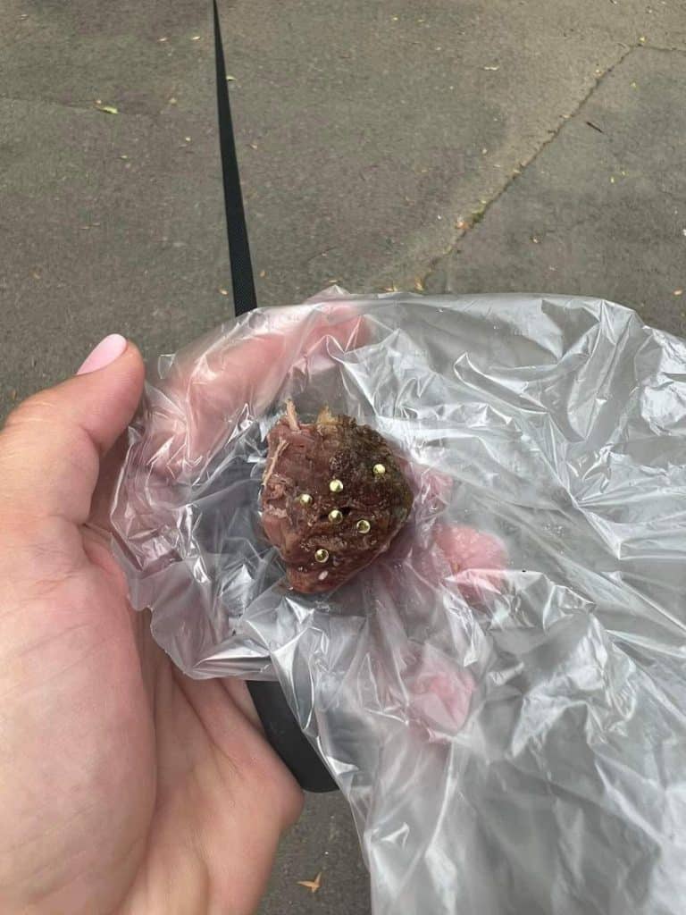 Kutyások figyelem! Valaki szegekkel tömött húsokat dobál el a Tócóskertben